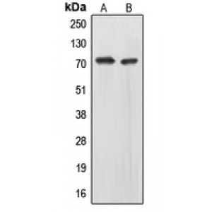 LifeSab™ EOMES Rabbit pAb (50 µl)