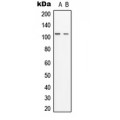 LifeSab™ GCP3 Rabbit pAb (50 µl)