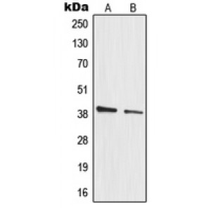 LifeSab™ MRPL3 Rabbit pAb (50 µl)