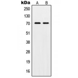 LifeSab™ POT1 Rabbit pAb (50 µl)