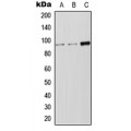 LifeSab™ LRP12 Rabbit pAb (50 µl)