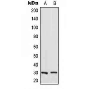 LifeSab™ RAB23 Rabbit pAb (50 µl)