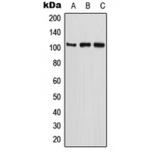 LifeSab™ ETAA1 Rabbit pAb (50 µl)