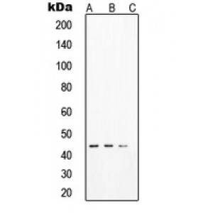 LifeSab™ SOX17 Rabbit pAb (50 µl)