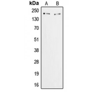 LifeSab™ ZFP106 Rabbit pAb (50 µl)