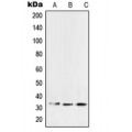 LifeSab™ SFTPA1/2 Rabbit pAb (50 µl)