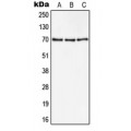 LifeSab™ CD105 Rabbit pAb (50 µl)