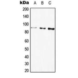 LifeSab™ GLB1 Rabbit pAb (50 µl)