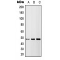 LifeSab™ DR5 Rabbit pAb (50 µl)