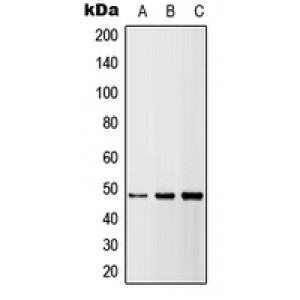 LifeSab™ DR5 Rabbit pAb (50 µl)