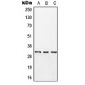 LifeSab™ Kallikrein 11 Rabbit pAb (50 µl)