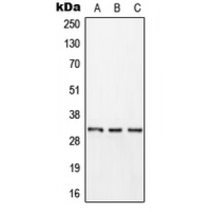 LifeSab™ Kallikrein 11 Rabbit pAb (50 µl)