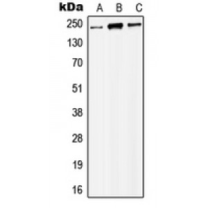 LifeSab™ MYST4 Rabbit pAb (50 µl)