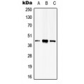 LifeSab™ PSKH2 Rabbit pAb (50 µl)