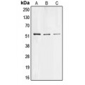 LifeSab™ COL26A1 Rabbit pAb (50 µl)