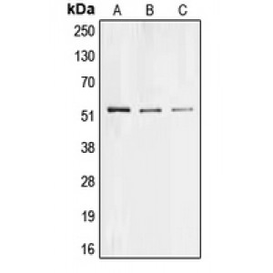 LifeSab™ COL26A1 Rabbit pAb (50 µl)