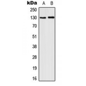 LifeSab™ CD131 (pY593) Rabbit pAb (50 µl)