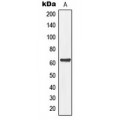 LifeSab™ MEGF9 Rabbit pAb (50 µl)