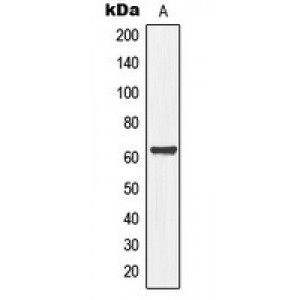 LifeSab™ MEGF9 Rabbit pAb (50 µl)