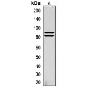 LifeSab™ HSL (pS855) Rabbit pAb (50 µl)