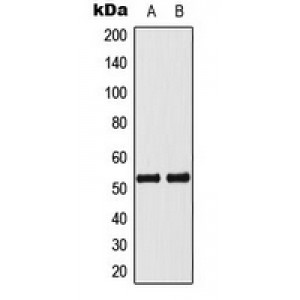 LifeSab™ p53 (pS33) Rabbit pAb (50 µl)