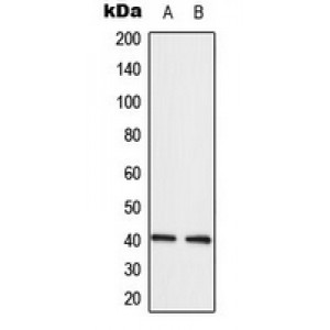 LifeSab™ EDG7 Rabbit pAb (50 µl)