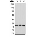 LifeSab™ LPAAT delta Rabbit pAb (50 µl)