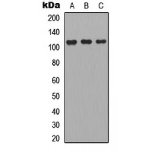 LifeSab™ APOBR Rabbit pAb (50 µl)