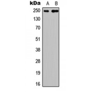 LifeSab™ CABIN1 Rabbit pAb (50 µl)