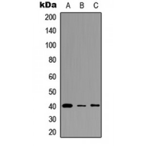 LifeSab™ FPR3 Rabbit pAb (50 µl)