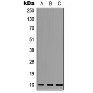 LifeSab™ MCFD2 Rabbit pAb (50 µl)