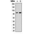 LifeSab™ Myeloperoxidase LC Rabbit pAb (50 µl)