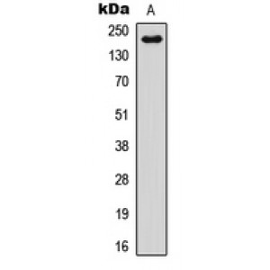 LifeSab™ NOTCH4 Rabbit pAb (50 µl)