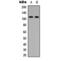 LifeSab™ RASIP1 Rabbit pAb (50 µl)