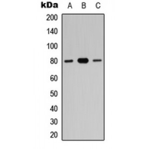 LifeSab™ ZNF441 Rabbit pAb (50 µl)