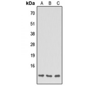 LifeSab™ Apolipoprotein C1 Rabbit pAb (50 µl)