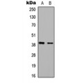 LifeSab™ BAG1 Rabbit pAb (50 µl)