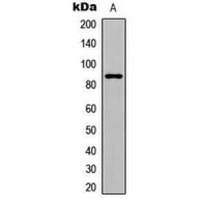 LifeSab™ GIT2 Rabbit pAb (50 µl)