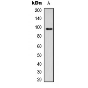 LifeSab™ CD18 Rabbit pAb (50 µl)