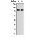 LifeSab™ Myeloperoxidase Rabbit pAb (50 µl)