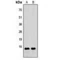 LifeSab™ Relaxin 3 Rabbit pAb (50 µl)