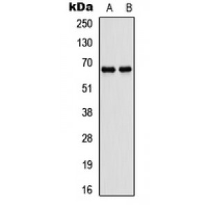 LifeSab™ ATG16L1 Rabbit pAb (50 µl)