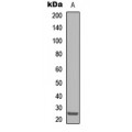 LifeSab™ Claudin 8 Rabbit pAb (50 µl)