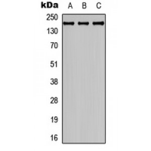 LifeSab™ Collagen 4 alpha 2 Rabbit pAb (50 µl)