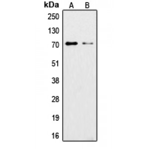 LifeSab™ Ku70 (AcK542) Rabbit pAb (50 µl)