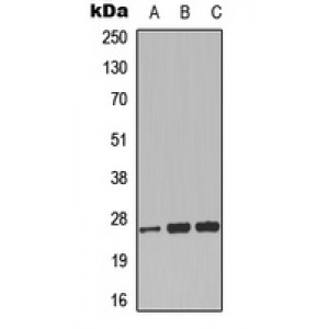 LifeSab™ CLIC3 Rabbit pAb (50 µl)