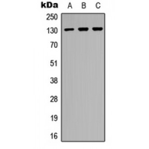 LifeSab™ EPHB2 Rabbit pAb (50 µl)