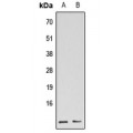 LifeSab™ GBG5L Rabbit pAb (50 µl)