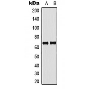 LifeSab™ GBP5 Rabbit pAb (50 µl)