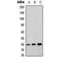 LifeSab™ GPRC5A Rabbit pAb (50 µl)